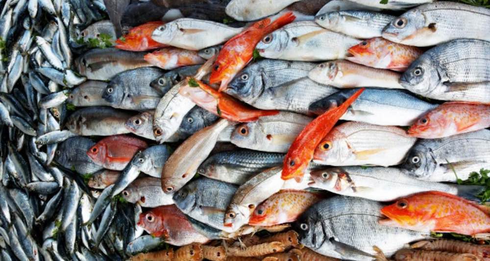 Read more about the article Seafood Supply – What a Waste